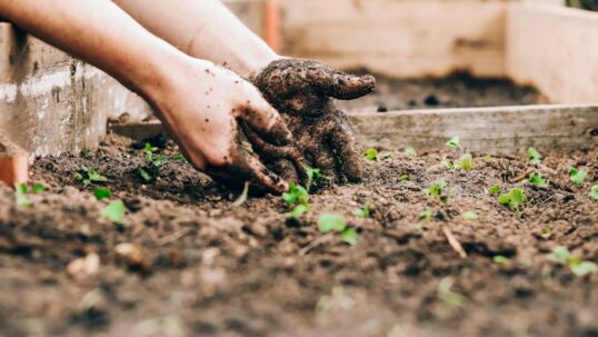 Giardinaggio domestico e coltivazione sostenibile: cosa dice la ricerca internazionale