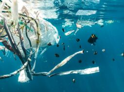 Inquinamento marino da plastica: la crisi che il mondo non riesce a fermare