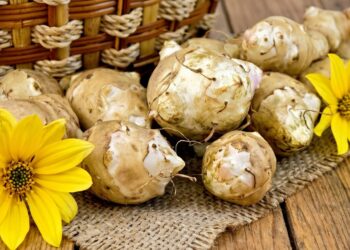 Topinambur con cestino di vimini e fiori gialli su tela di juta