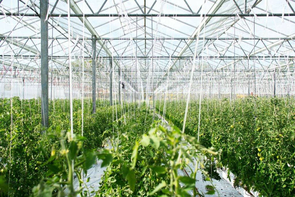 Filari di pomodori in una serra di vetro: col caldo estremo le serre vanno raffrescate, non solo riscaldate