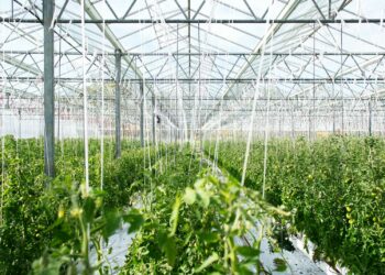 Filari di pomodori in una serra di vetro: col caldo estremo le serre vanno raffrescate, non solo riscaldate