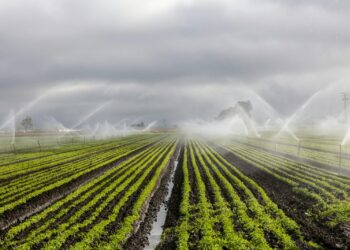 Irrigatori spruzzano acqua su un campo coltivato, immagine dell'impronta idrica del cibo