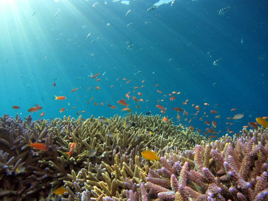 Limiti planetari: banco di pesci in un oceano, simbolo degli ecosistemi marini messi sotto pressione dall'acidificazione