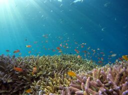 Limiti planetari: banco di pesci in un oceano, simbolo degli ecosistemi marini messi sotto pressione dall'acidificazione