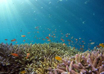 Limiti planetari: banco di pesci in un oceano, simbolo degli ecosistemi marini messi sotto pressione dall'acidificazione