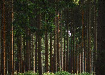 Foresta, articolo sulla sostenibilità delle biomasse