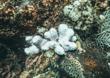Coralli bianchi sbiancati su una barriera corallina: l'acidificazione degli oceani aggrava lo stress dei reef