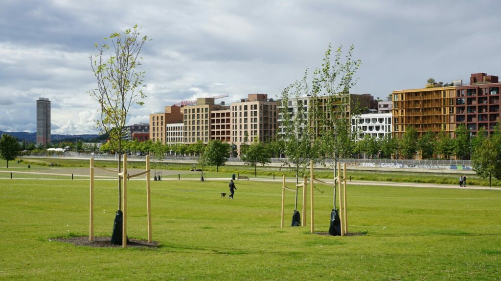 Alberi piantati di recente con i pali tutori in un parco cittadino, con i palazzi sullo sfondo: le nuove piantagioni urbane da curare nei primi anni