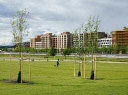 Alberi piantati di recente con i pali tutori in un parco cittadino, con i palazzi sullo sfondo: le nuove piantagioni urbane da curare nei primi anni