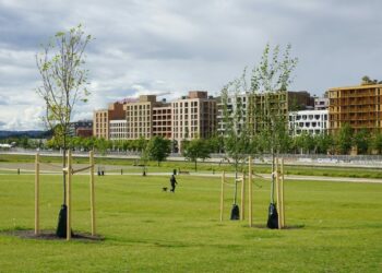 Alberi piantati di recente con i pali tutori in un parco cittadino, con i palazzi sullo sfondo: le nuove piantagioni urbane da curare nei primi anni