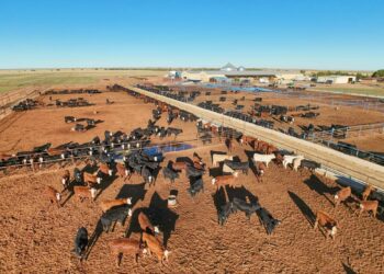 Emissioni degli allevamenti: un grande allevamento intensivo di bovini visto dall'alto in New Mexico