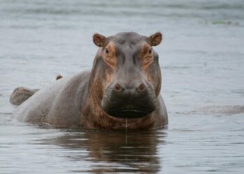Ippopotamo immerso nel fiume con il muso fuori dall'acqua, sguardo rivolto all'obiettivo
