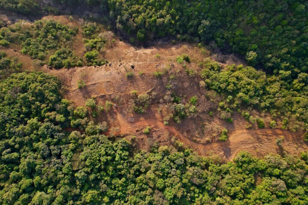 Riforestazione: veduta aerea di una foresta con un'area disboscata da ripristinare