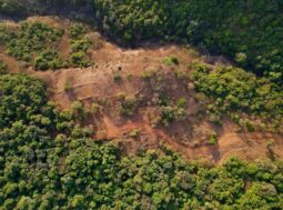 Riforestazione: veduta aerea di una foresta con un'area disboscata da ripristinare