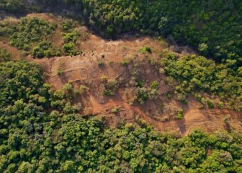 Riforestazione: veduta aerea di una foresta con un'area disboscata da ripristinare