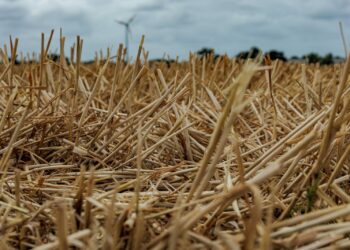 Sequestro del carbonio: i residui di paglia lasciati sul campo dopo la mietitura nutrono il suolo